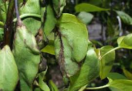 Prune lilacs that show visible signs of leaf curling, as well as other symptoms of diseases, including wilt, brown or black spots on the leaves. Http Plantclinic Cornell Edu Factsheets Lilacbacterialblight Pdf