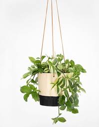 Como ves, decorar con plantas colgantes en casa puede ofrecerte muchas y muy diversas posibilidades decorativas con las que dar aire y vida nueva a tu particular decoración. Decoracion Facil Las 9 Mejores Plantas Colgantes
