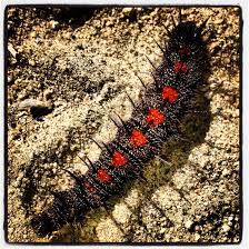 Black And Yellow Hairy Caterpillar Fuzzy Caterpillar Red And Black Coated With Sand Crossing The Trail