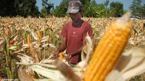 Mahasiswa Uny Sukses Ciptakan Alat Penanam Jagung Canggih Citizen6 Liputan6 Com