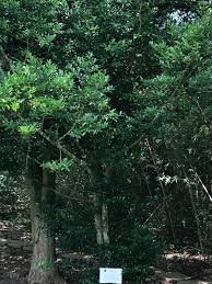 Image result for Nageia nagi