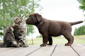 Bigger puddles in the litter box. Why Do Dogs Eat Cat Poop How To Stop A Dog From Eating Cat Poop