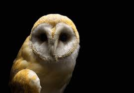 The barn owl centre's mission is the advancement of the conservation of the barn owl and other species of owl through environmental projects, research, studies & other such activities that will help. Peta S Simple Tips To Help Barn Owls Get By In Life Peta
