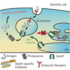 Complejo proteico que se encarga de realizar la degradación (reciclaje) de proteínas. The Translocon Protein Sec61 Mediates Antigen Transport From Endosomes In The Cytosol For Cross Presentation To Cd8 T Cells Immunity
