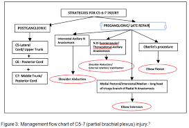 Surgical Management Of Brachial Plexus Injury Biomedical