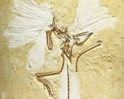 Image of Richard Owen The London Specimen Archaeopteryx 1863