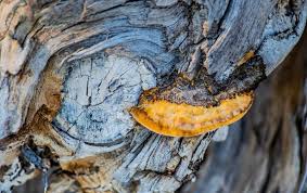 Image result for Phellinus gilvus