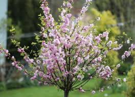 Mandelbaum Prunus Dulcis Essmandel Sorten Pflanzen Und Pflege In 2020 Mandelbaumchen Pflanzen Mandelbaum