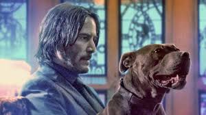 A hitman comes out of retirement to get revenge on the men who killed his dog and stole his vintage car. John Wick 3 Tausende Rebellische Katzen Suchten Die Dreharbeiten Heim Kino News Filmstarts De