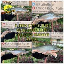 Alibaba.com offers 1,589 ikan patin products. 5 Jenis Jenis Ikan Patin Yg Anda Perlu Kancil Raja Patin Facebook