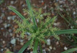 Image result for Cyperus margaritaceus