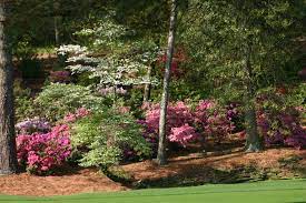 Augusta National Backyard Landscaping Shade Garden Flowering Trees