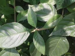 Image result for x Ruttyruspolia 'Phyllis van Heerden'