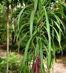 Image result for Cordyline stricta