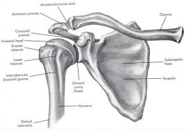 The shoulder bones can easily be affected by falls or accidents, in addition to arthritis. Why Am I Having Sharp Shoulder Pain Girls Gone Strong