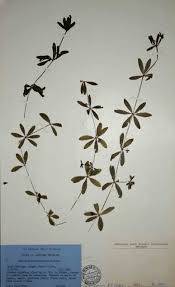 Image result for Galium chloroionanthum