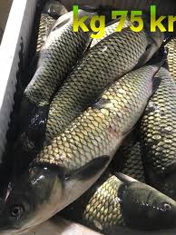 Orient City Center يوجد لدينا حاليا...