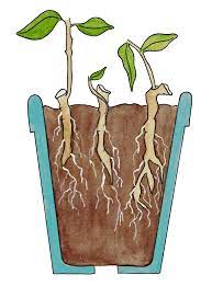 Root Cutting Technique Learn How To Take Root Cuttings From Plants