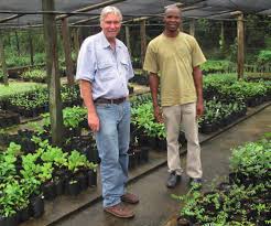 Image result for Rhynchosia zernyi