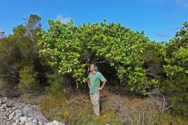 Image result for Rhodopentas bussei