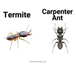 A sign of an infestation is the the wings are different in shape and size from termites, one set of wings is typically larger than the other. 5 Bugs That Look Like Termites With Pictures But Aren T