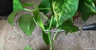 How to propagate marble queen pothos step by step guide propagate marble queen pothos from cuttings (in soil) 1. Pruning Pothos Vines Tips On Trimming Pothos Plants