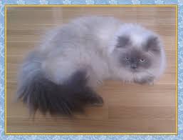 They were born june 5, they are absolutely adorable! Grey Himalayan Kitten Novocom Top