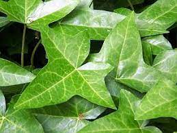 How To Care For Ivy Plants In The Home Garden Guides Ivy Plants Plants English Ivy Plant