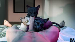 Rule34 - If it exists there is porn of it - Cat Blowjob Rule34 Oral