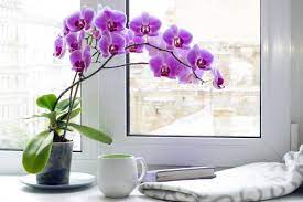 Perfect accent piece for home and office. Orchid Care How To Grow And Care For Orchids The Old Farmer S Almanac