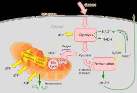 Cellular Respiration Biology Classroom Science Cells Cellular Respiration