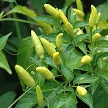 Image result for Capsicum frutescens
