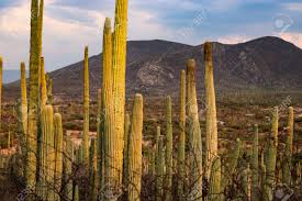 See more ideas about planting succulents, cacti a garden with cacti can be the perfect answer if you need to redesign your garden landscape and look for durable plants that do not require much attention. Tall Cactuses In Desert Landscapte At The Ecological Reserve Stock Photo Picture And Royalty Free Image Image 144961344