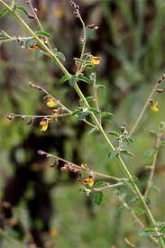 Image result for Aeschynomene mimosifolia