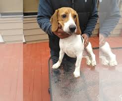 At times, we will accept a dog that was rejected from studies due to a health concern. Puppyfinder Com Beagle Puppies Puppies For Sale Near Me In Connecticut Usa Page 1 Displays 10