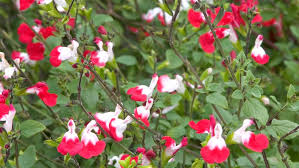 The song was a number one hit for paul whiteman and his orchestra. Readers Reach Out For Help To Id Plants