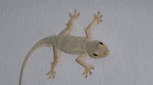 Check spelling or type a new query. Sebal Dengan Cicak Yang Tiba Tiba Muncul Di Dinding Usir Dengan Lima Bahan Ini Tribun Lampung