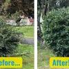 Apr 15, 2020 · for these shrubs, rejuvenation pruning works by bringing out a new, young shrub from its mature base. 1