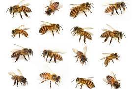 A strange looking insect with its furry body and patterned wings. What Do Bees Look Like Bee Identification Tips Terminix