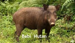 Unduh dan gunakan 10.000+ foto stok babi hutan secara gratis. Anim Agro Technology Babi Hutan Dan Kisahnya