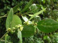 Image result for Mystroxylon