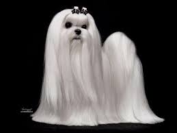 Maybe you would like to learn more about one of these? Rhapsody Maltese Puppies For Sale