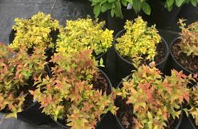 Golden leaves provide pops of color and contrast in your landscape. Gold Mound Spirea And Gold Flame Spirea Mike S Backyard Nursery