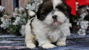 Akc registered cuddly, very loving, and smart. Aww Niki A Female Akc Shih Tzu Puppy For Sale In Nappanee In Vip Puppies Puppies For Sale Puppies Whoodle Puppies For Sale