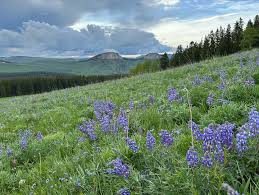 When Should I Visit the Bighorn Mountains