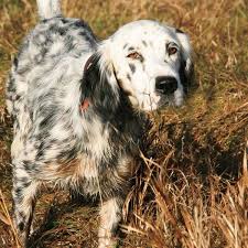 The gordon setter is a large dog breed known for their loyalty & pleasant temperament. Breed Profile The English Setter