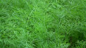 Image result for Anethum