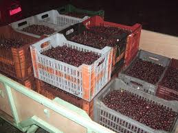 Le Fait Du Jour Les Olives Des Cevennes Pressees Par Le Temps Objectif Gard