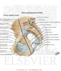 Various pelvic ligaments help support the uterus and other pelvic organs. Bones And Ligaments Of Pelvis