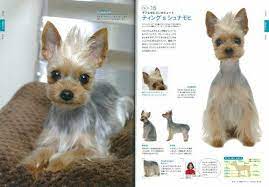 Dog Groomers Yorkshire Terrier Puppies Yorkie Yorkshire Terrier